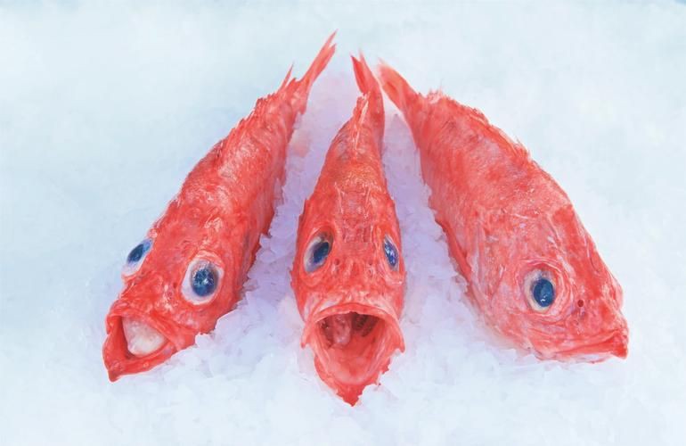紅魚(yú)圖片大全大圖，加拿大紅魚(yú)圖片大全大圖生成的摘要：美國(guó)紅魚(yú)（擬石首魚(yú)）