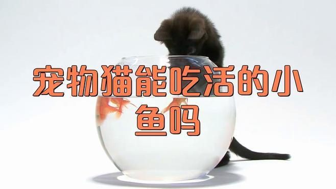 貓咪把金魚吃了沒事吧，貓咪把金魚吃了沒事吧，發現貓咪將金魚吞入腹中，主人會憂心忡忡 貓咪把金魚吃了沒事吧，貓咪把金魚吃了沒事吧，發現貓咪將金魚吞入腹中，主人會憂心忡忡 龍魚百科 第5張