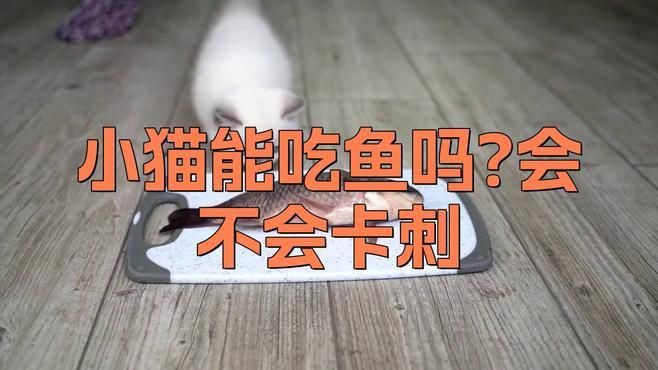 貓咪把金魚吃了沒事吧，貓咪把金魚吃了沒事吧，發現貓咪將金魚吞入腹中，主人會憂心忡忡 貓咪把金魚吃了沒事吧，貓咪把金魚吃了沒事吧，發現貓咪將金魚吞入腹中，主人會憂心忡忡 龍魚百科 第3張
