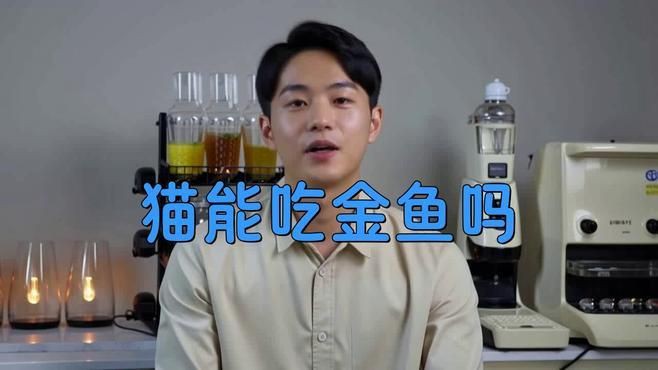 貓咪把金魚吃了沒事吧，貓咪把金魚吃了沒事吧，發現貓咪將金魚吞入腹中，主人會憂心忡忡 貓咪把金魚吃了沒事吧，貓咪把金魚吃了沒事吧，發現貓咪將金魚吞入腹中，主人會憂心忡忡 龍魚百科 第8張