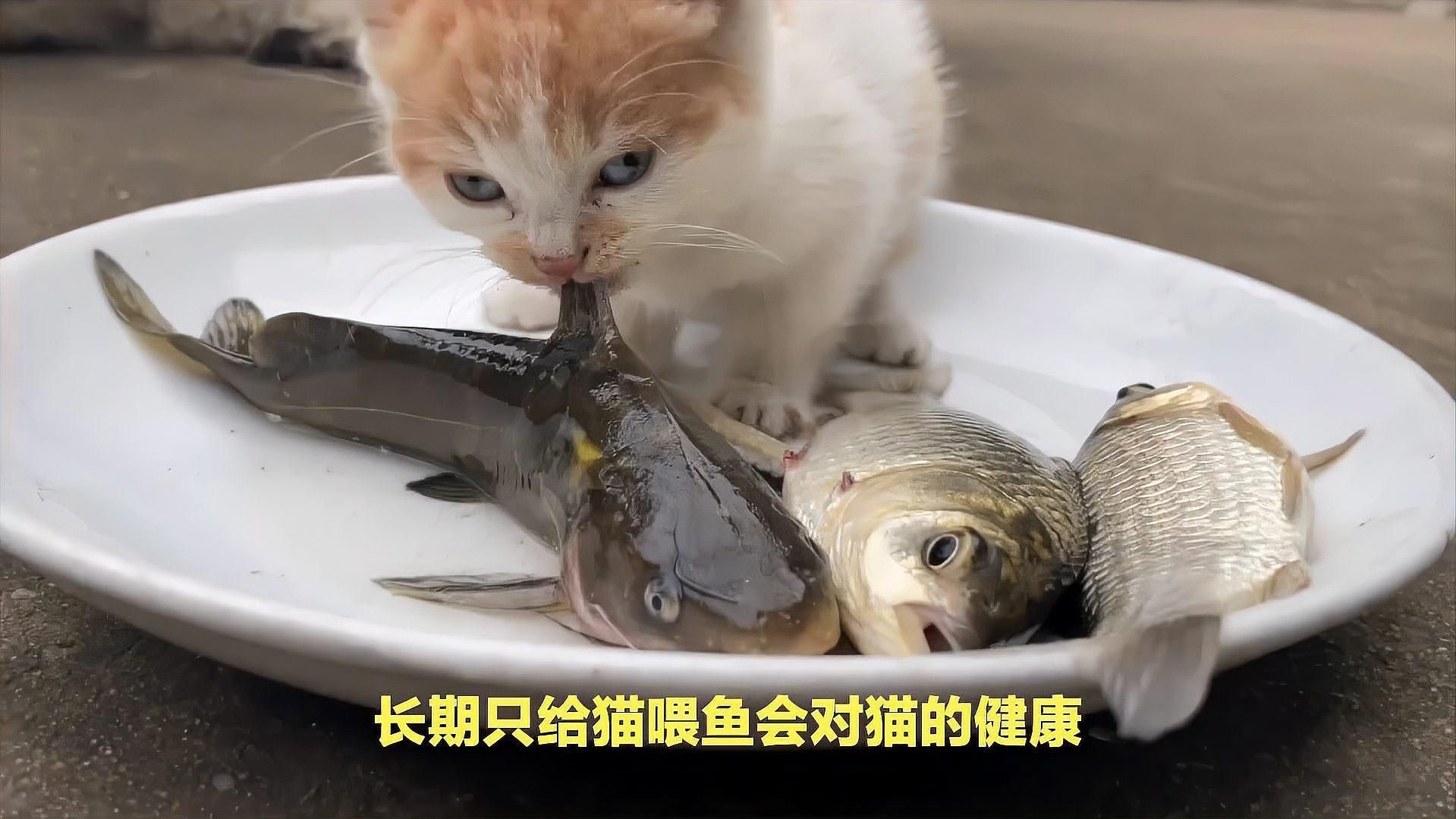 貓咪把金魚吃了沒事吧，貓咪把金魚吃了沒事吧，發現貓咪將金魚吞入腹中，主人會憂心忡忡 貓咪把金魚吃了沒事吧，貓咪把金魚吃了沒事吧，發現貓咪將金魚吞入腹中，主人會憂心忡忡 龍魚百科 第2張