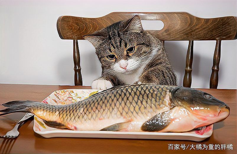 貓咪把金魚吃了沒事吧，貓咪把金魚吃了沒事吧，發現貓咪將金魚吞入腹中，主人會憂心忡忡 貓咪把金魚吃了沒事吧，貓咪把金魚吃了沒事吧，發現貓咪將金魚吞入腹中，主人會憂心忡忡 龍魚百科 第1張