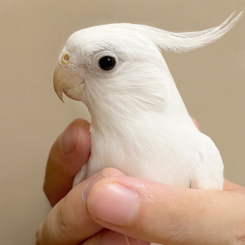 魚(yú)不吃食一招教你解決，觀賞魚(yú)不吃食怎么辦