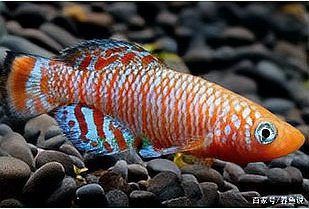 魚(yú)不吃食一招教你解決，觀賞魚(yú)不吃食怎么辦