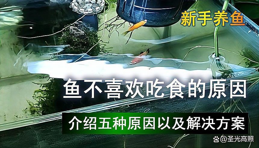 魚不吃食一招教你解決，觀賞魚不吃食怎么辦