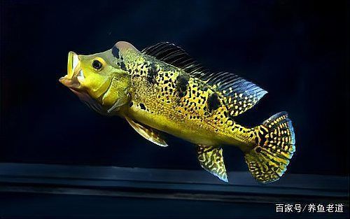 魚(yú)不吃食一招教你解決，觀賞魚(yú)不吃食怎么辦