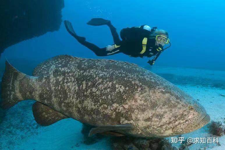 什么叫龍躉，龍躉帶“龍”字的野生脊椎動(dòng)物知網(wǎng)空間重生