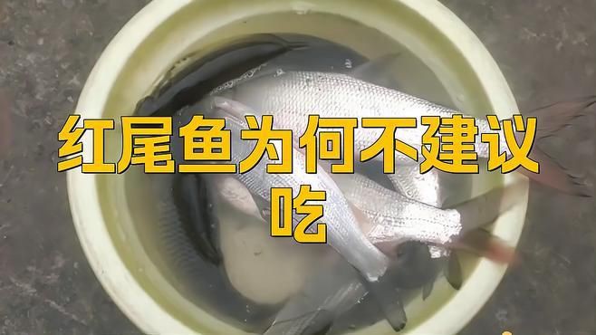 紅尾魚為什么不建議吃，紅尾魚不建議食用的原因涉及多方面健康風(fēng)險(xiǎn)與生態(tài)保護(hù)需求