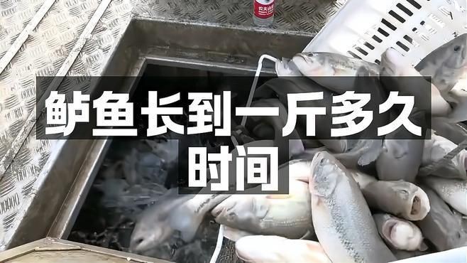 鱸魚幾個月可以長一斤，ride_zz鱸魚苗生長速度大揭秘