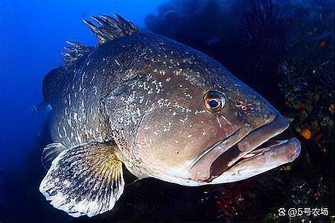 十大暴利淡水魚的市場需求如何，養殖什么魚好養又賺錢10種熱門魚類盤點 十大暴利淡水魚的市場需求如何，養殖什么魚好養又賺錢10種熱門魚類盤點 龍魚百科 第3張