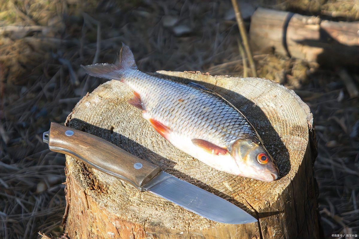 十大暴利淡水魚的市場需求如何，養殖什么魚好養又賺錢10種熱門魚類盤點 十大暴利淡水魚的市場需求如何，養殖什么魚好養又賺錢10種熱門魚類盤點 龍魚百科 第4張