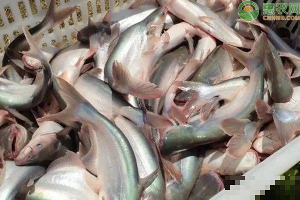 十大暴利淡水魚的市場需求如何，養殖什么魚好養又賺錢10種熱門魚類盤點 十大暴利淡水魚的市場需求如何，養殖什么魚好養又賺錢10種熱門魚類盤點 龍魚百科 第1張