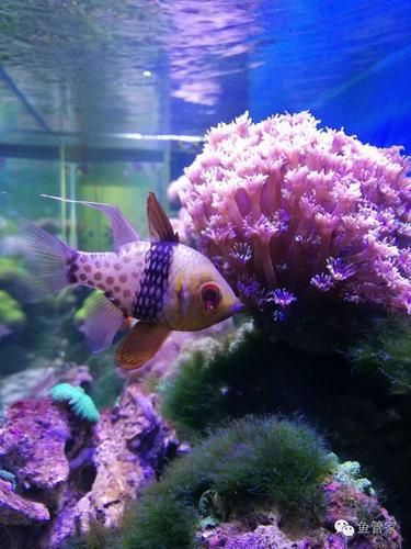 玫瑰魚圖片，玫瑰魚是一類兼具觀賞價值與生態特色的海洋及淡水魚類 玫瑰魚圖片，玫瑰魚是一類兼具觀賞價值與生態特色的海洋及淡水魚類 龍魚百科 第12張