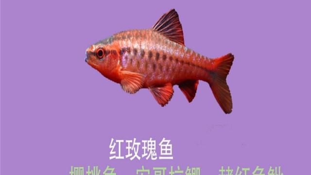 玫瑰魚圖片，玫瑰魚是一類兼具觀賞價值與生態特色的海洋及淡水魚類 玫瑰魚圖片，玫瑰魚是一類兼具觀賞價值與生態特色的海洋及淡水魚類 龍魚百科 第16張