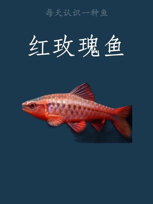 玫瑰魚圖片，玫瑰魚是一類兼具觀賞價值與生態特色的海洋及淡水魚類 玫瑰魚圖片，玫瑰魚是一類兼具觀賞價值與生態特色的海洋及淡水魚類 龍魚百科 第2張