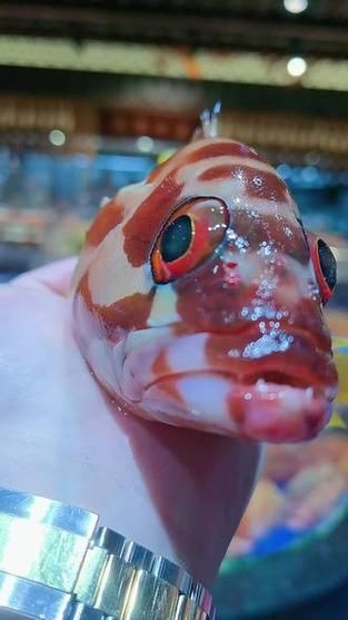 玫瑰魚圖片，玫瑰魚是一類兼具觀賞價值與生態特色的海洋及淡水魚類 玫瑰魚圖片，玫瑰魚是一類兼具觀賞價值與生態特色的海洋及淡水魚類 龍魚百科 第9張
