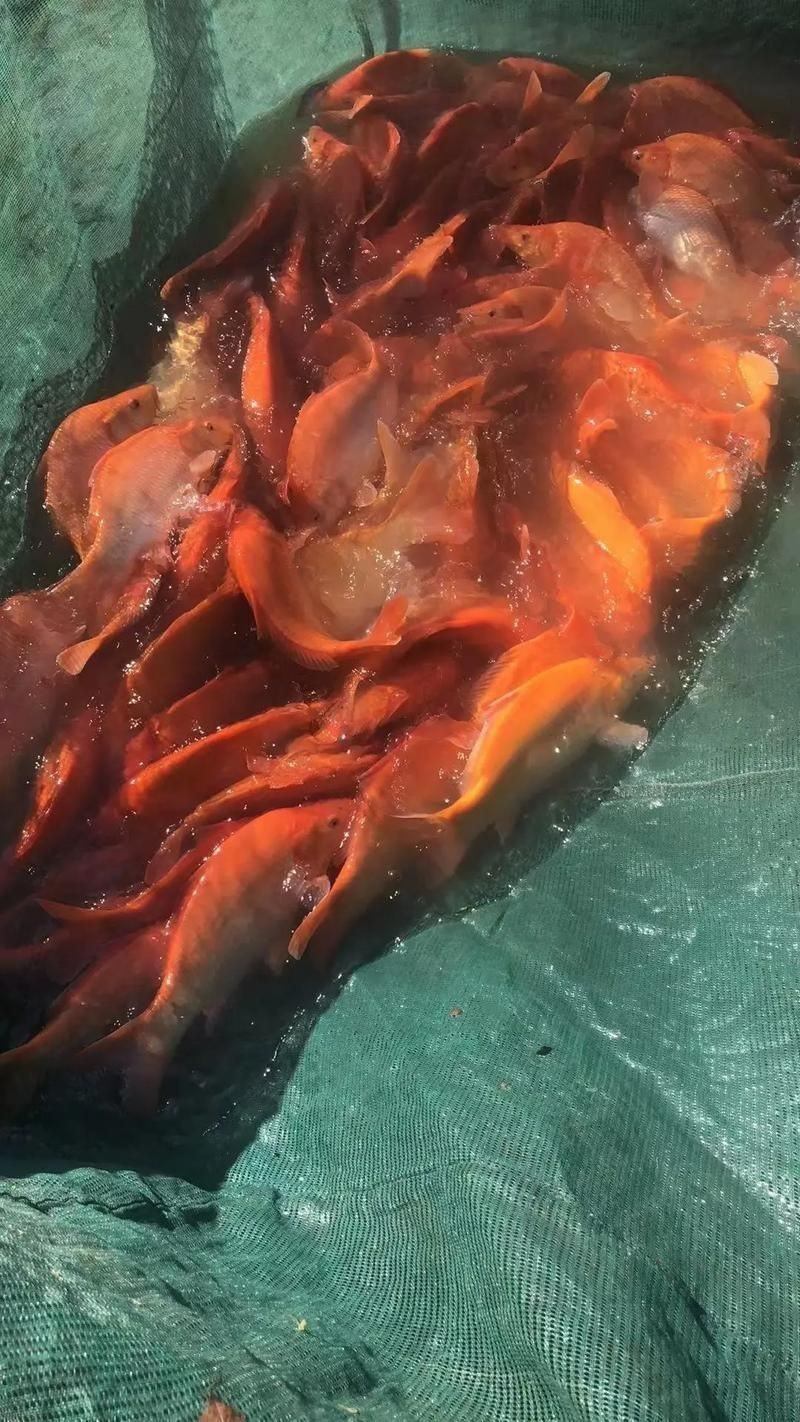 玫瑰魚圖片，玫瑰魚是一類兼具觀賞價值與生態特色的海洋及淡水魚類 玫瑰魚圖片，玫瑰魚是一類兼具觀賞價值與生態特色的海洋及淡水魚類 龍魚百科 第14張