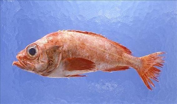 玫瑰魚圖片，玫瑰魚是一類兼具觀賞價值與生態特色的海洋及淡水魚類 玫瑰魚圖片，玫瑰魚是一類兼具觀賞價值與生態特色的海洋及淡水魚類 龍魚百科 第13張