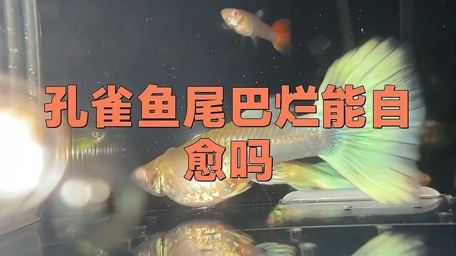 魚爛尾會自愈嗎？，斗魚爛尾能自愈嗎魯瑞達升梯魚爛尾能自愈嗎