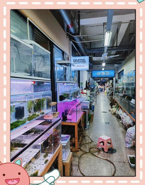 宣城水族店，宣城市宣州區創緣水族用品店