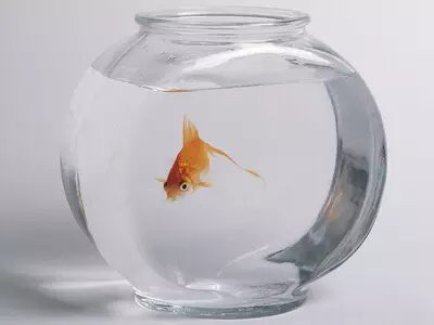 養一條魚的風水大忌，《養一條魚的風水大忌》