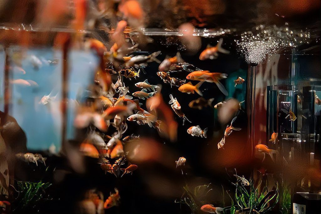 養(yǎng)一條魚的風水大忌，《養(yǎng)一條魚的風水大忌》