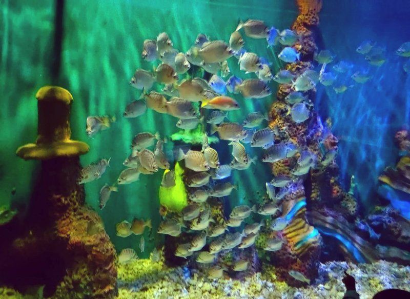 菏澤水族店，菏澤市水族店及相關(guān)場館 菏澤水族店，菏澤市水族店及相關(guān)場館 全國水族館企業(yè)名錄 第2張