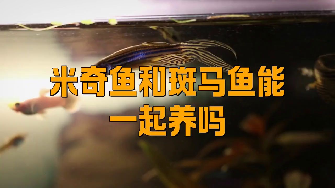 米奇魚混養最忌三種魚，米奇魚混養注意事項