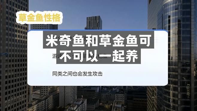 米奇魚混養最忌三種魚，米奇魚混養注意事項