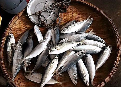 紅頭魚與紅娘魚的區別，如何區分紅頭魚和紅娘魚 紅頭魚與紅娘魚的區別，如何區分紅頭魚和紅娘魚 龍魚論壇 第8張