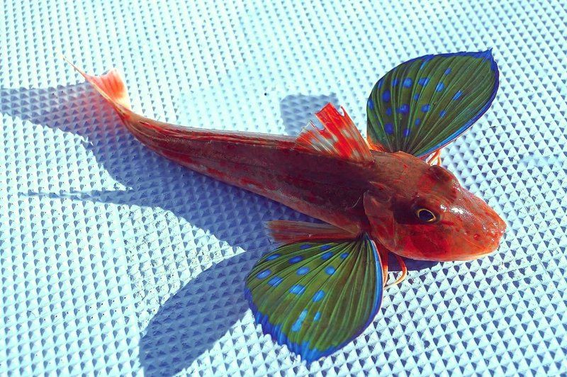 紅頭魚與紅娘魚的區別，如何區分紅頭魚和紅娘魚 紅頭魚與紅娘魚的區別，如何區分紅頭魚和紅娘魚 龍魚論壇 第6張