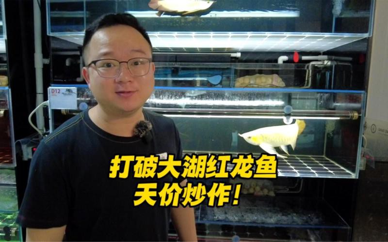 一只活的大紅龍多少錢，《一只活的大紅龍多少錢》