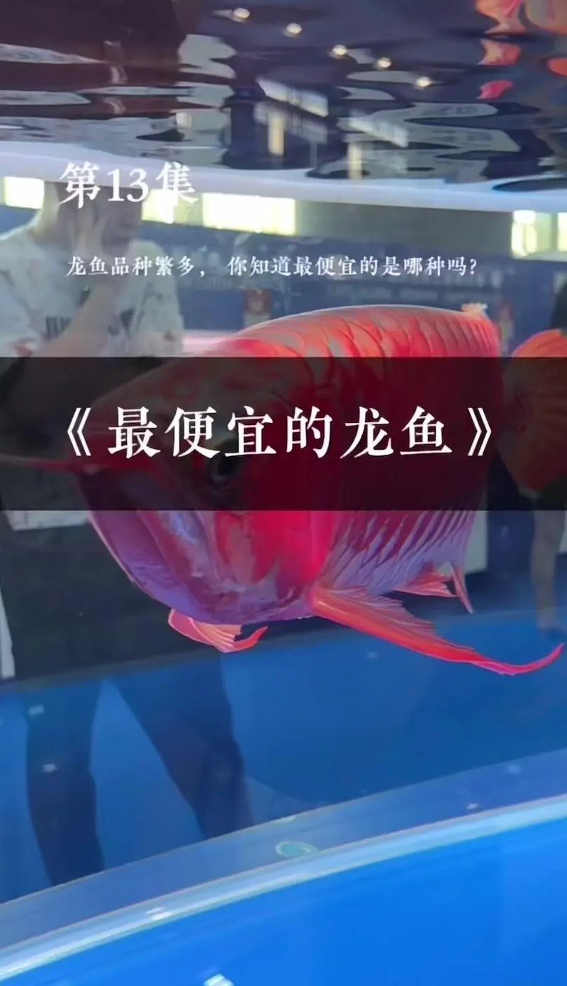 一只活的大紅龍多少錢，《一只活的大紅龍多少錢》