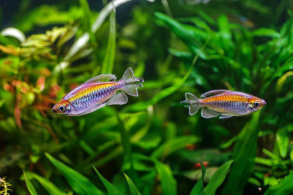 養兩條魚吉利嗎，《養兩條魚吉利嗎》