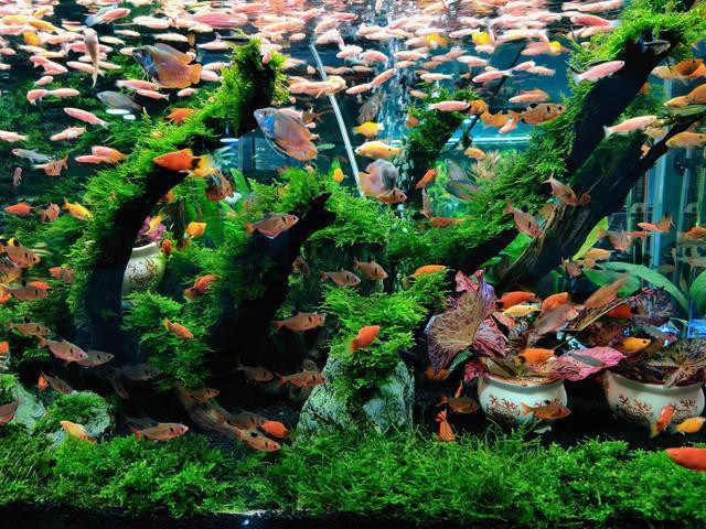 養兩條魚吉利嗎，《養兩條魚吉利嗎》