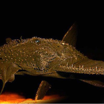 什么魚通靈性最強，\