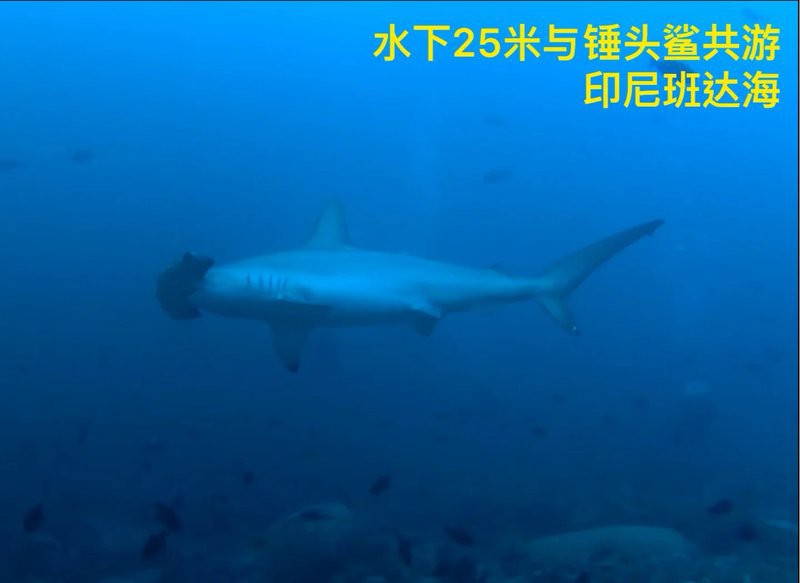 短身球鯊和長(zhǎng)身汗鯊，短身球鯊與長(zhǎng)身汗鯊 短身球鯊和長(zhǎng)身汗鯊，短身球鯊與長(zhǎng)身汗鯊 龍魚(yú)論壇 第4張