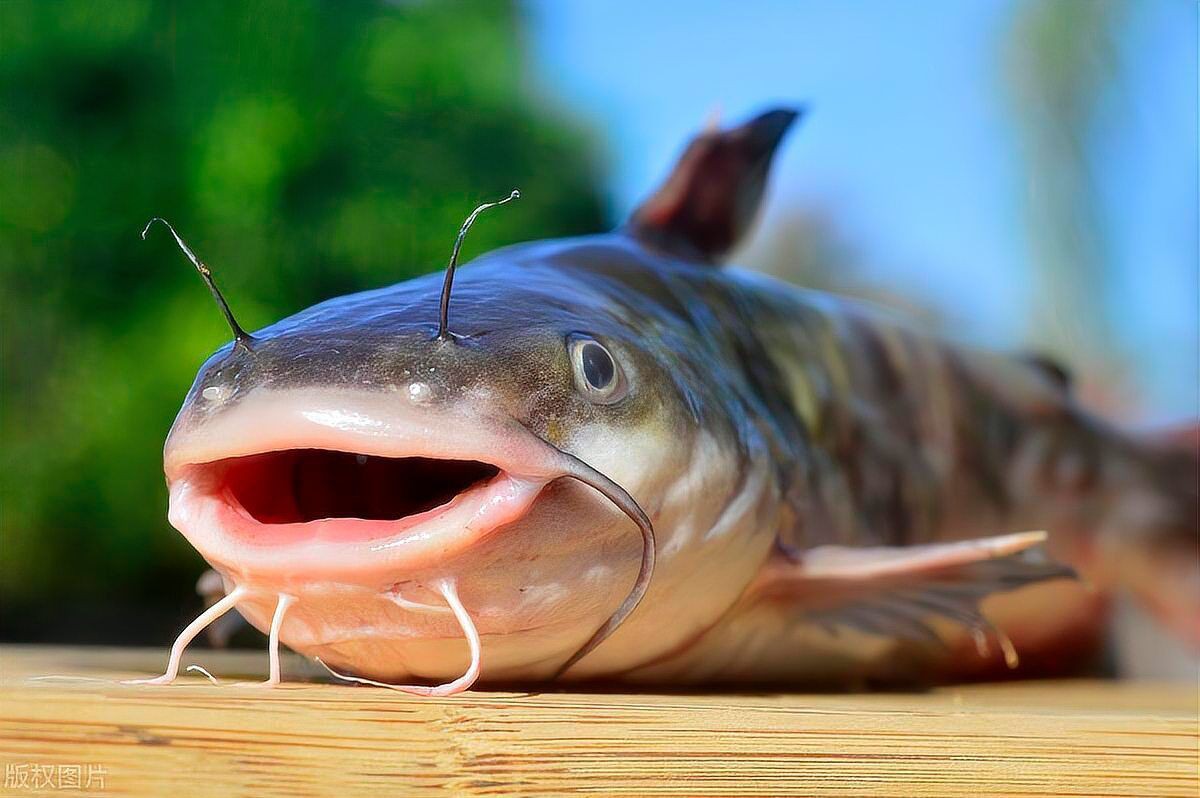 幾根胡須的鯰魚最好，優質鯰魚胡須數量與品質的關系，鯰魚胡須數量與品質的關系