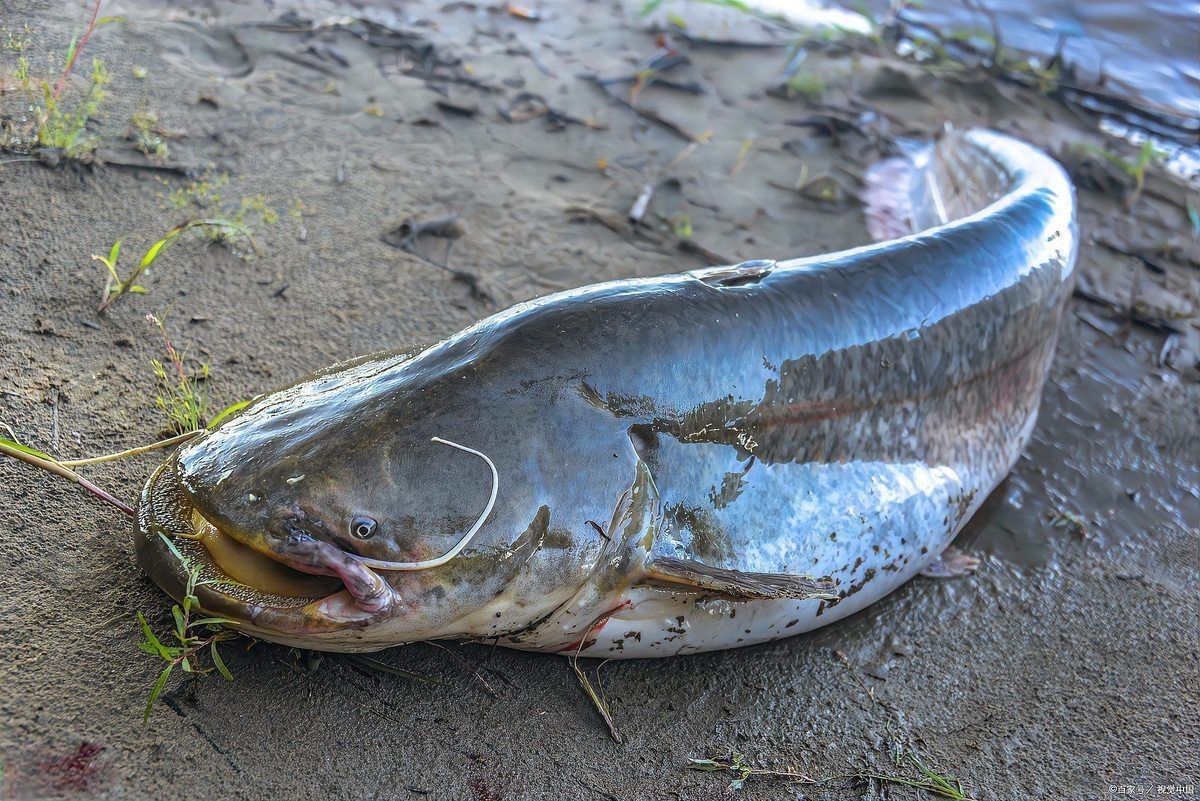 幾根胡須的鯰魚最好，優(yōu)質(zhì)鯰魚胡須數(shù)量與品質(zhì)的關(guān)系，鯰魚胡須數(shù)量與品質(zhì)的關(guān)系