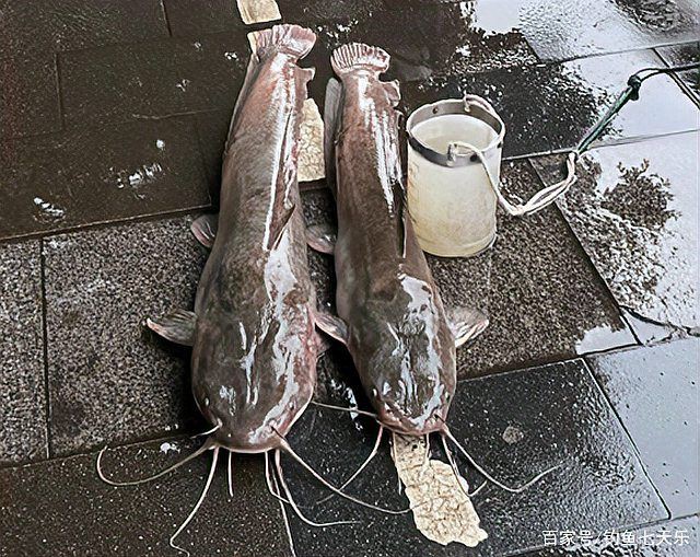 幾根胡須的鯰魚最好，優(yōu)質(zhì)鯰魚胡須數(shù)量與品質(zhì)的關(guān)系，鯰魚胡須數(shù)量與品質(zhì)的關(guān)系