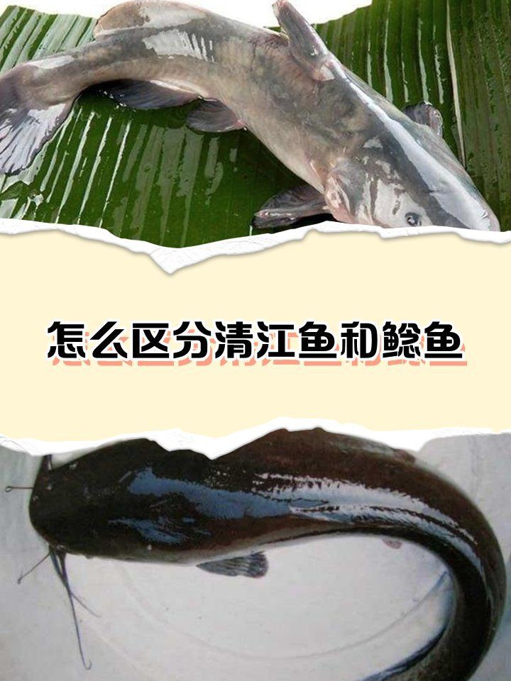 幾根胡須的鯰魚最好，優(yōu)質(zhì)鯰魚胡須數(shù)量與品質(zhì)的關(guān)系，鯰魚胡須數(shù)量與品質(zhì)的關(guān)系