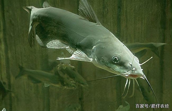 幾根胡須的鯰魚最好，優(yōu)質(zhì)鯰魚胡須數(shù)量與品質(zhì)的關(guān)系，鯰魚胡須數(shù)量與品質(zhì)的關(guān)系