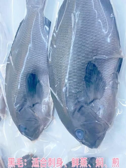 毛魚圖片，“毛魚”在不同地區(qū)指代不同物種