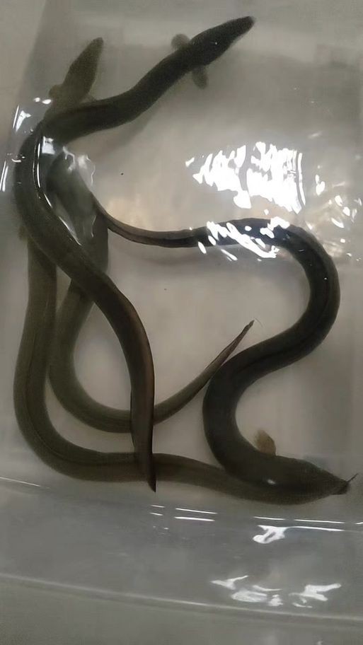 毛魚圖片，“毛魚”在不同地區(qū)指代不同物種