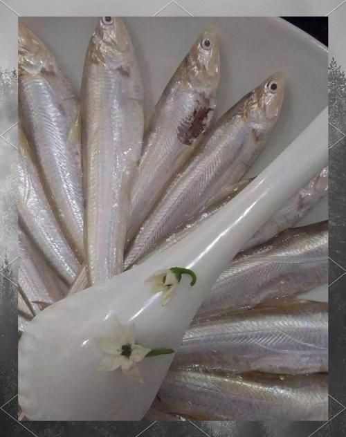 毛魚圖片，“毛魚”在不同地區(qū)指代不同物種