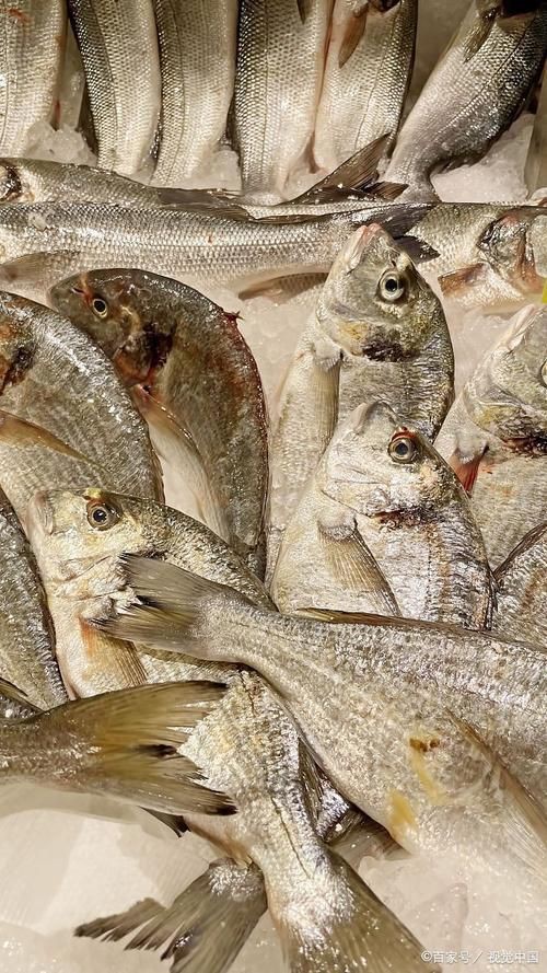 毛魚圖片，“毛魚”在不同地區(qū)指代不同物種