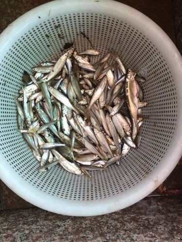 毛魚圖片，“毛魚”在不同地區(qū)指代不同物種