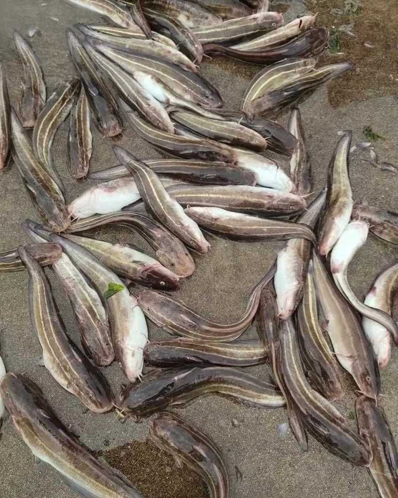 毛魚圖片，“毛魚”在不同地區(qū)指代不同物種