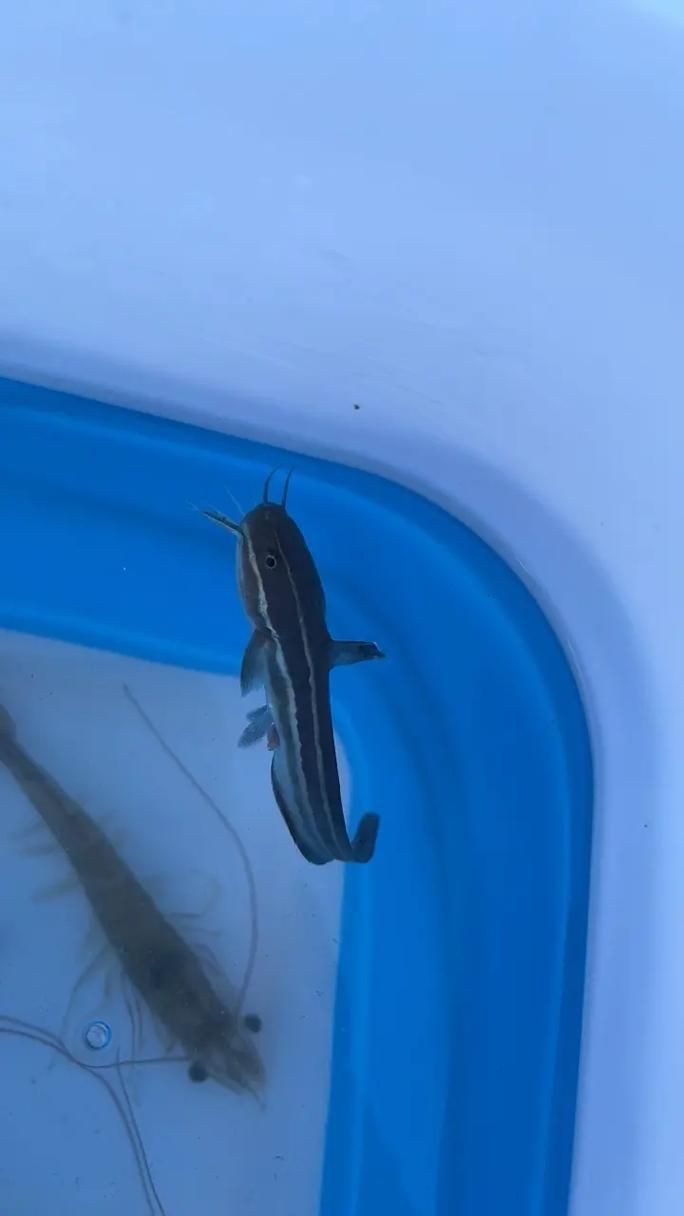 毛魚圖片，“毛魚”在不同地區(qū)指代不同物種
