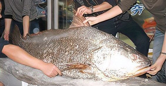 毛魚圖片，“毛魚”在不同地區(qū)指代不同物種